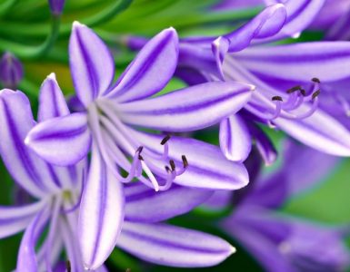 Bloemenpracht in huis: kleur je interieur met bloembollen